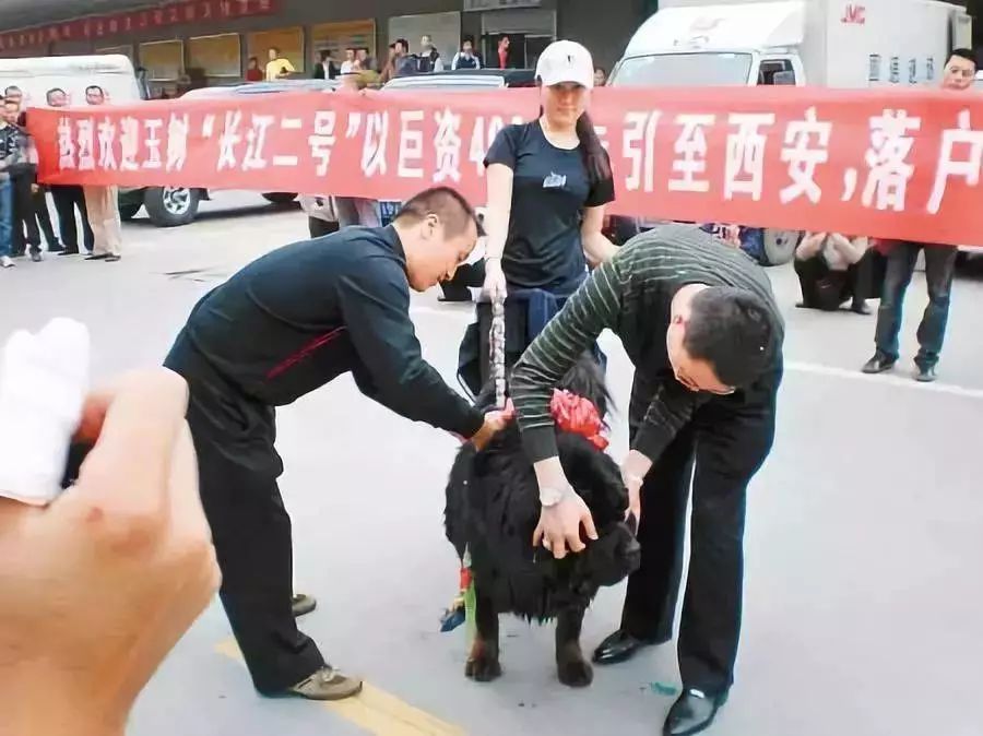 曾经4000万一只,如今白送也没人要!最大市场泡沫吹破了