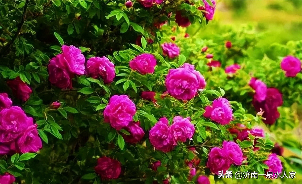 山东省平阴县玫瑰花海,平阴玫瑰万亩花海花期