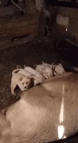 欢乐网图：手机带了但快没电了，又要用也没法充电，那才叫难受呢