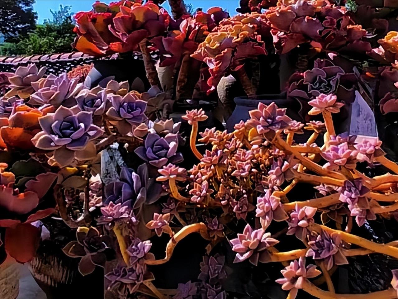 四川29岁太太养多肉从2楼爬到1楼,重庆一位太太屋顶养多肉成网红