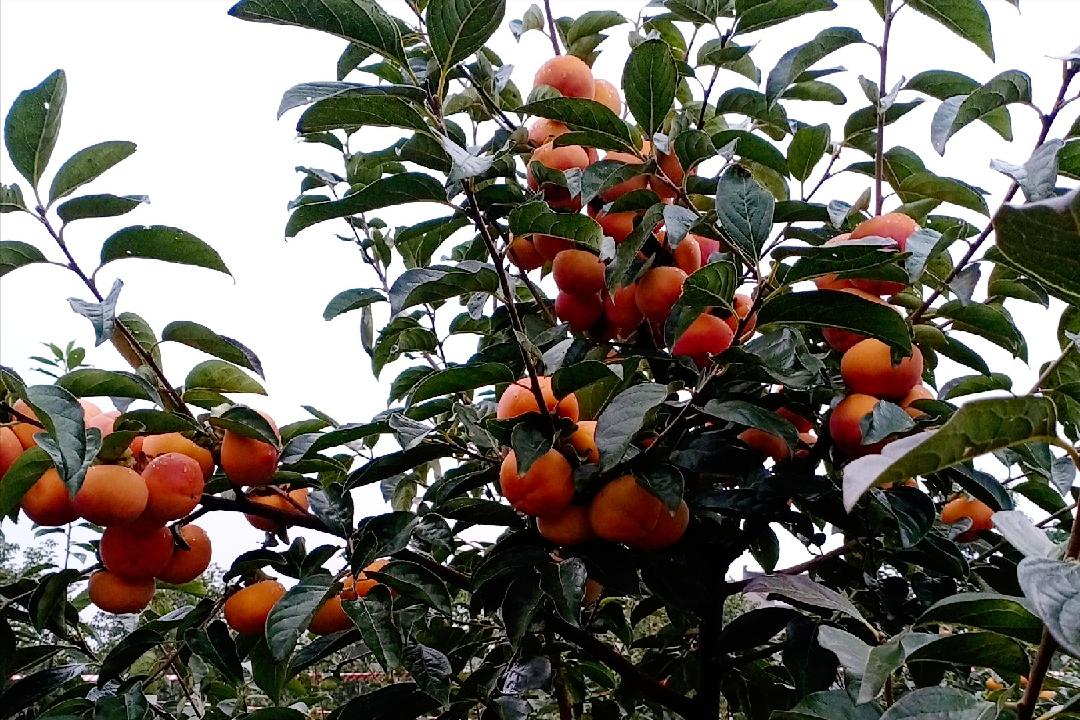 日本“地狱级难度”水果，我国用了17年没能摆平，太秋柿有多难种