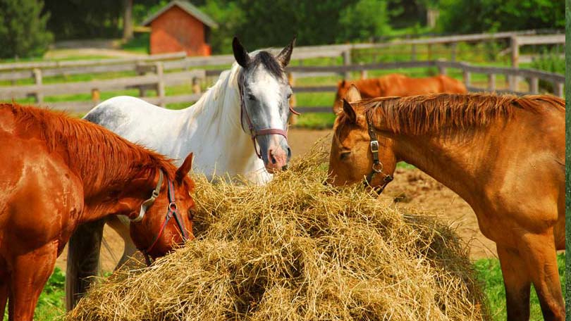 美国禁止的十大食物,美国十大不能吃的食物