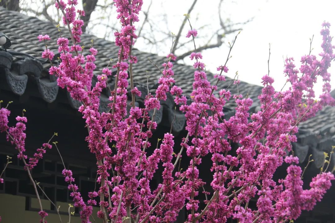 临清宛园花朝节,宛园花朝节门票