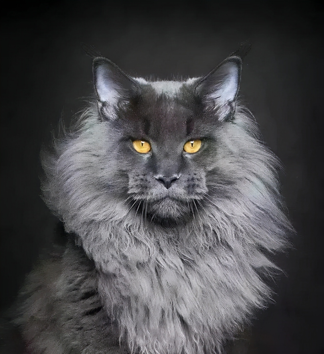 这几种猫最费钱有钱人才养得起,这几种烧钱的猫已被淘汰难养得起