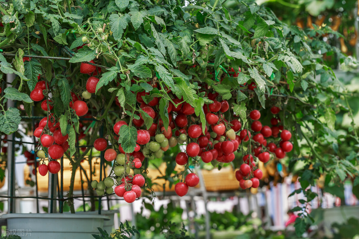 同一种水果便宜和贵的区别,现在水果店卖水果为什么这么贵