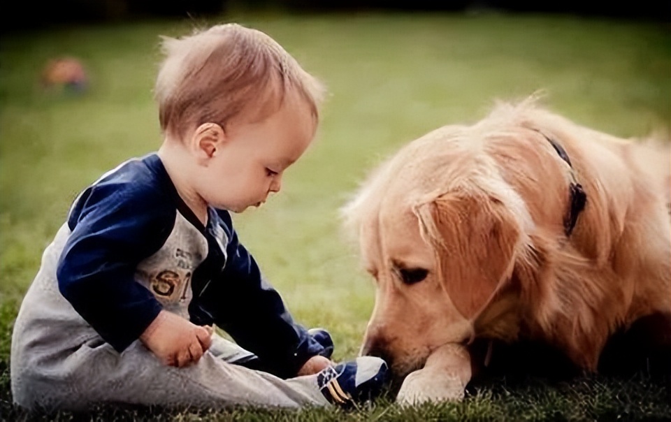 给狗狗收拾便便狗狗为什么要看你,为什么狗狗总喜欢在你拉屎的时候