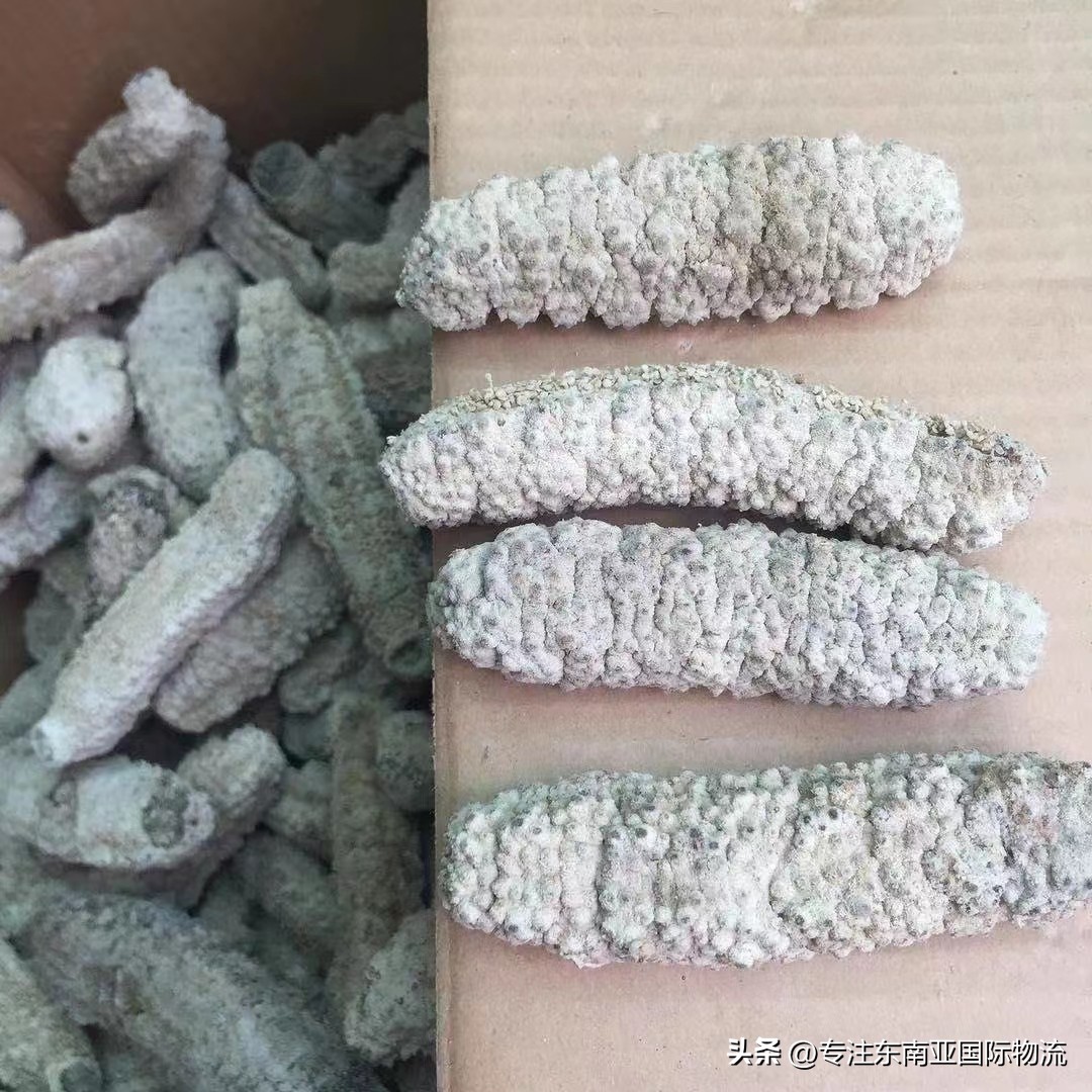 聚海国际印尼干海参出口黄埔港货运代理