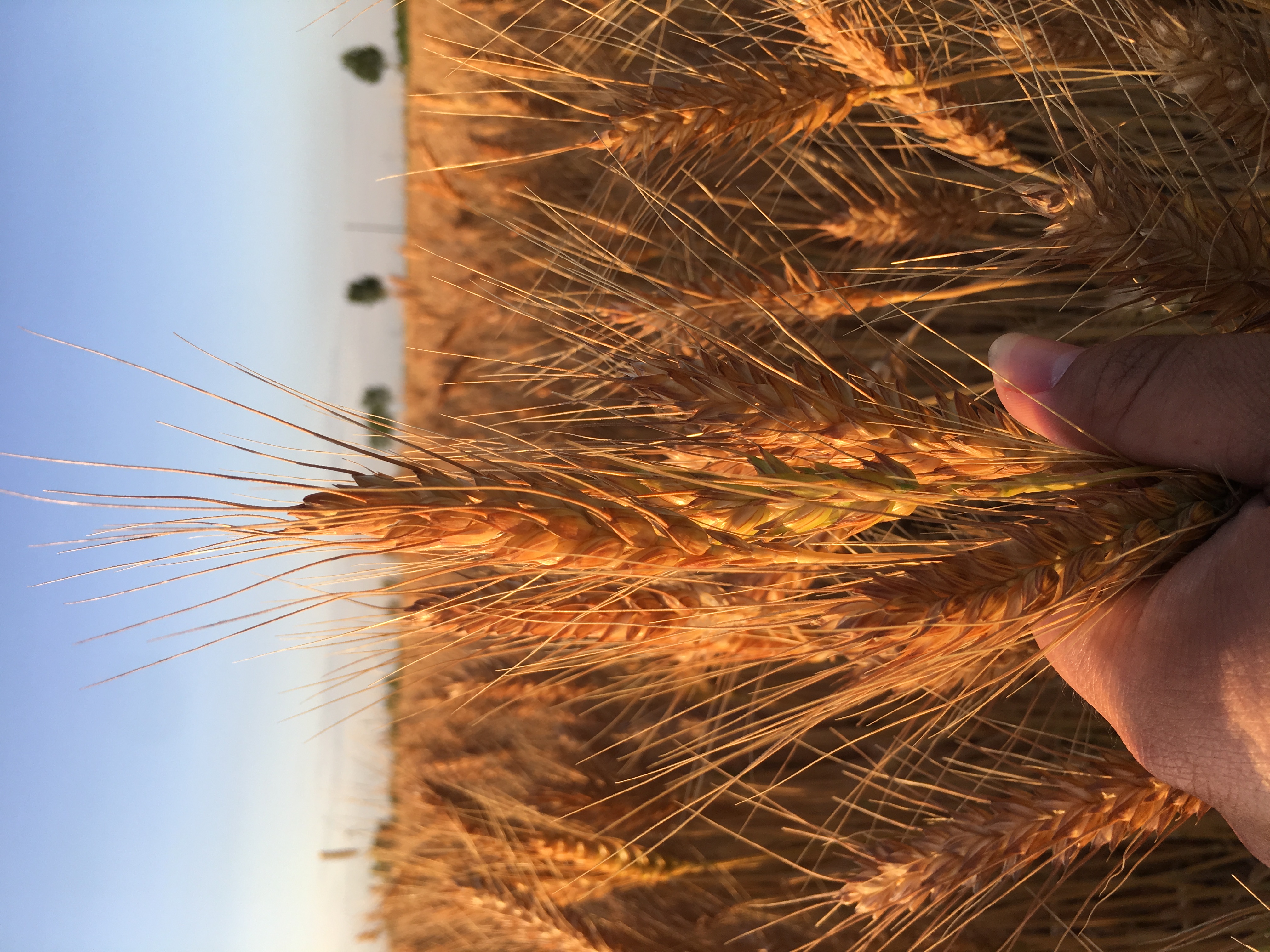 黄骅哪里的小麦是真正的旱碱麦,黄骅旱碱麦是什么样的