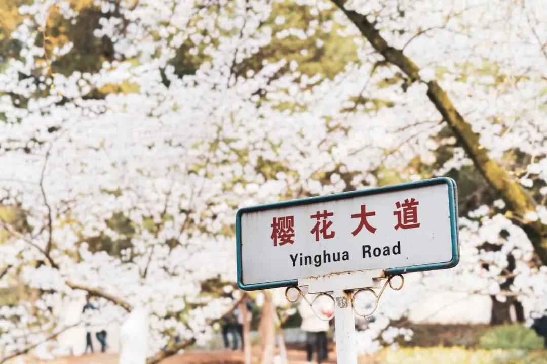 武汉大学被誉为最美大学主要不在于樱花，而在于其建筑和山水园林