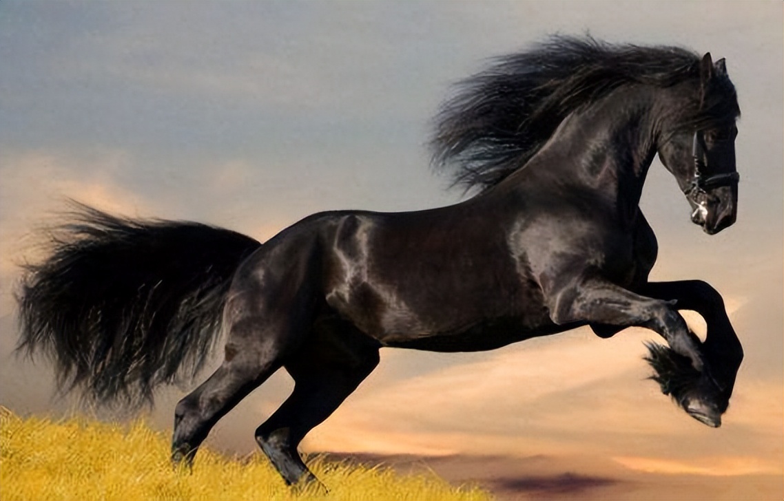 迪拜公主萨拉玛是第几位公主,迪拜公主萨拉玛真实生活视频