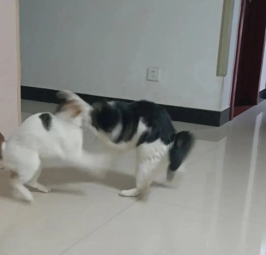 宠物市场的底层逻辑,关于宠物市场的市场分析