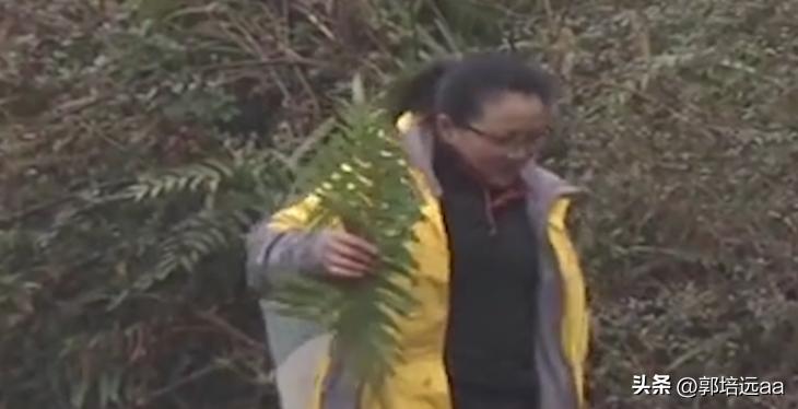 靠树叶一年赚8000万,一片树叶卖7000元