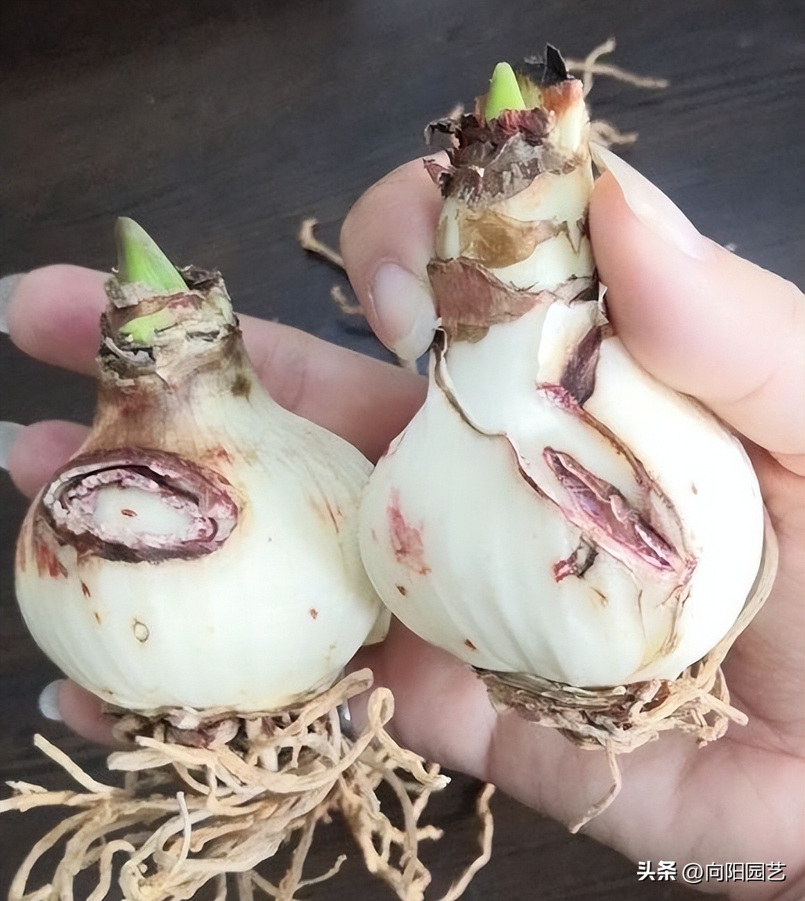 朱顶红遍地都是假货，花大价钱买土朱，让人防不胜防！