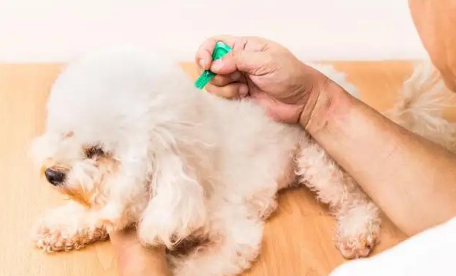 狗狗怀孕要注意哪些,新买的狗狗注意事项