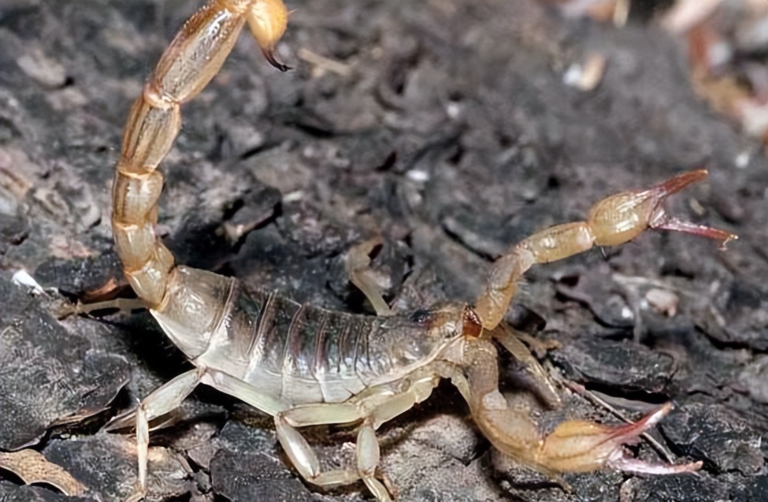 不同蝎子的生存温度,不同物种的蝎子