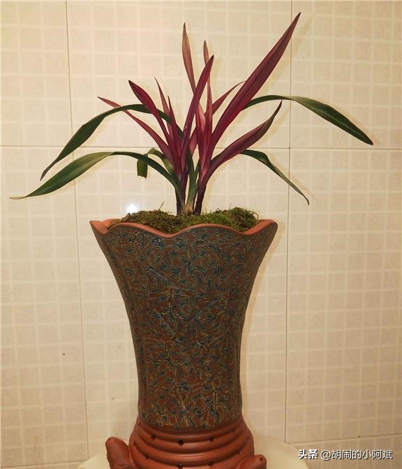 捡漏了一棵“网红”兰花，以草型论价格，开品论辈分，感觉赚大了