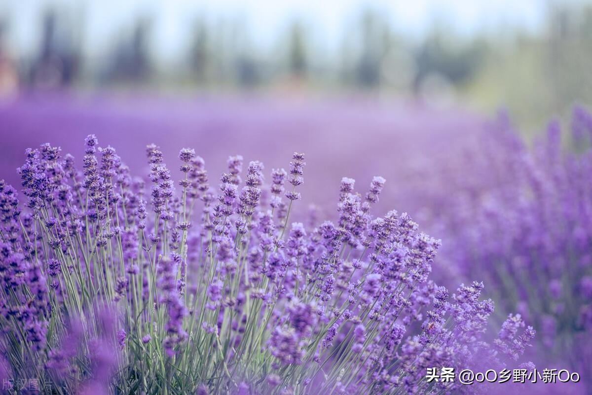 盆栽衣草种子的种植方法和时间,春夏季薰衣草种子种植方法全过程