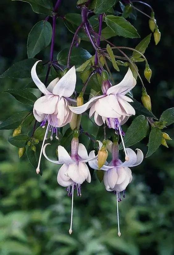 花朵壁纸横版,花朵招财壁纸