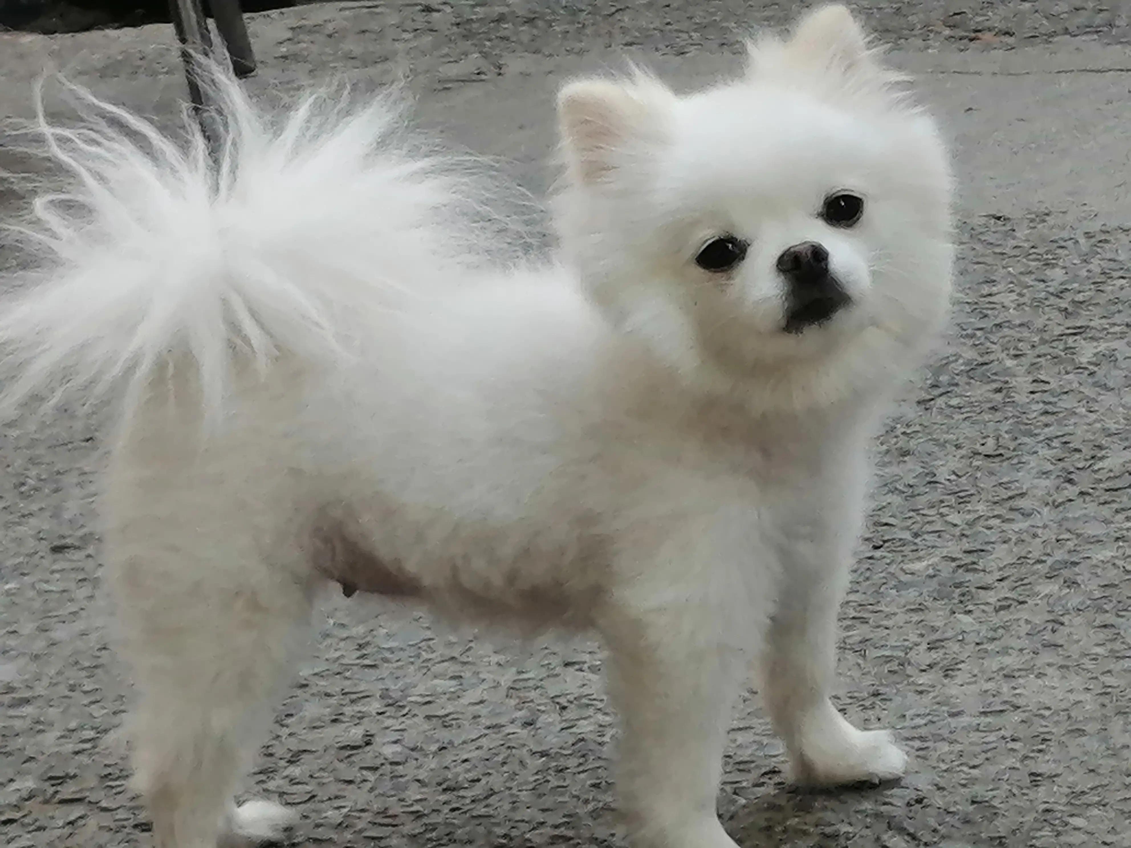 姣涜眴灏忕嫍,璋冪毊灏忕嫍姣涜眴