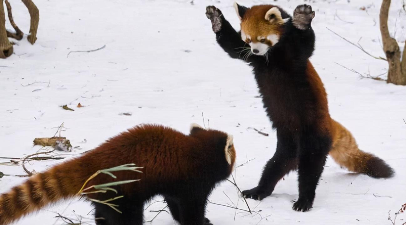 大熊猫真的安全了吗,大熊猫安全性能