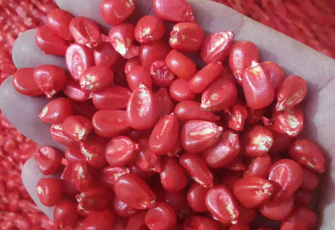 种植玉米如何选择品种,大粒玉米和小粒玉米的区别