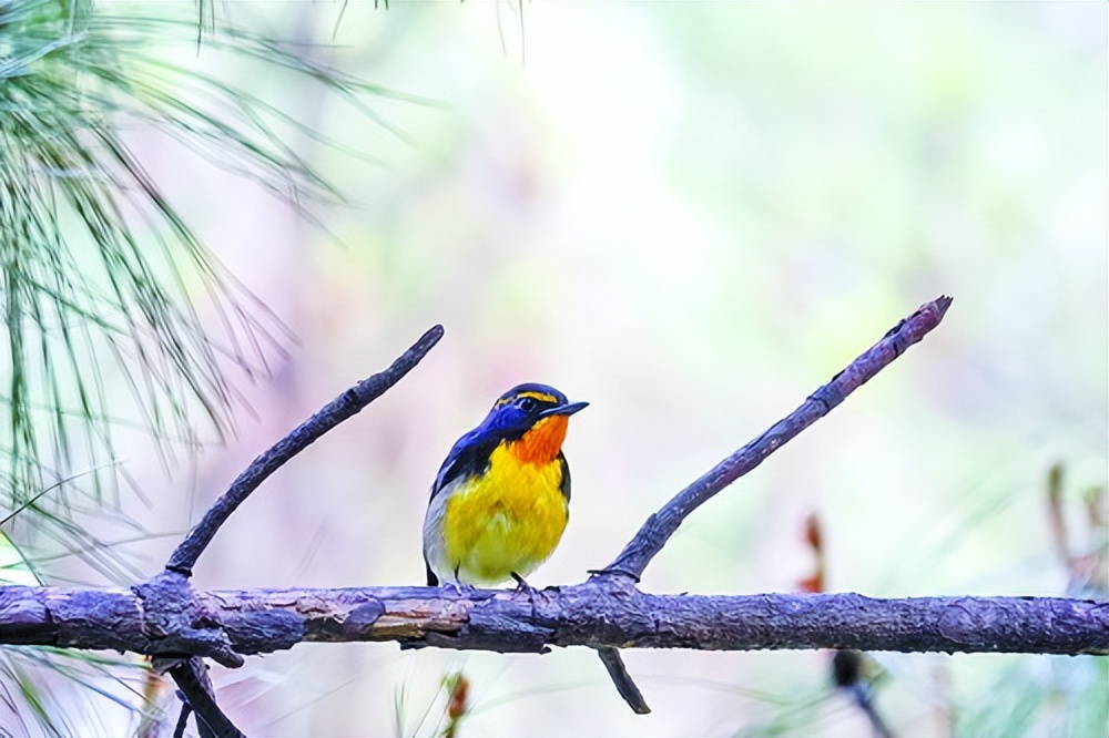 厦门最大的新开公园,厦门比较大的公园