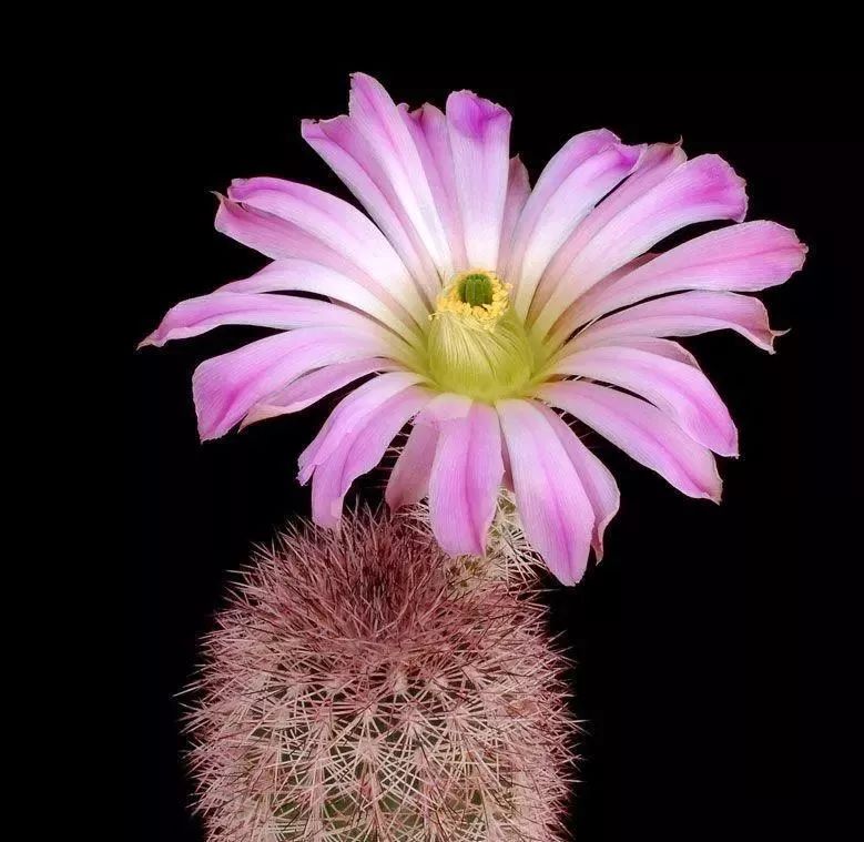 200种·仙人球开花图鉴，大开眼界，美到爆