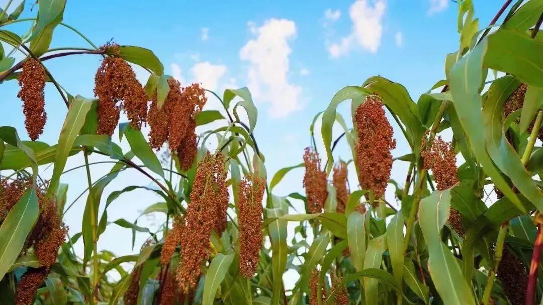 庆丰收迎盛会，首届古蔺高粱丰登节将于8月20日上午8点开幕