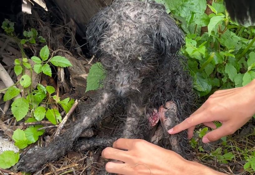 浑身湿淋淋的狗,浑身发臭的狗