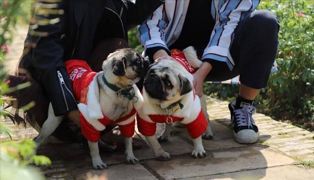 哈巴狗属于宠物狗吗为什么不叫,为什么哈巴狗越来越少