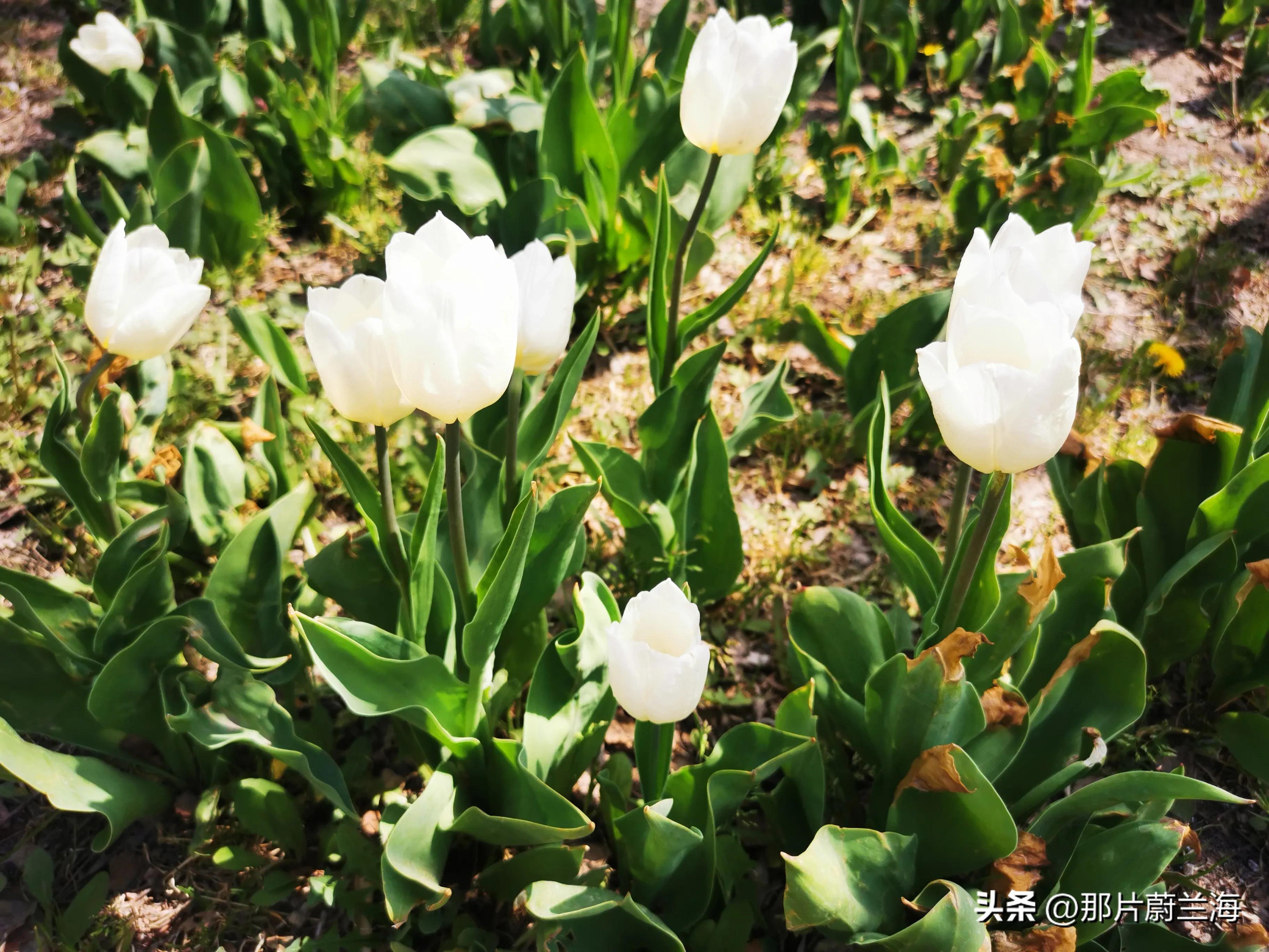郁金香的花语最浪漫的,郁金香浪漫花语