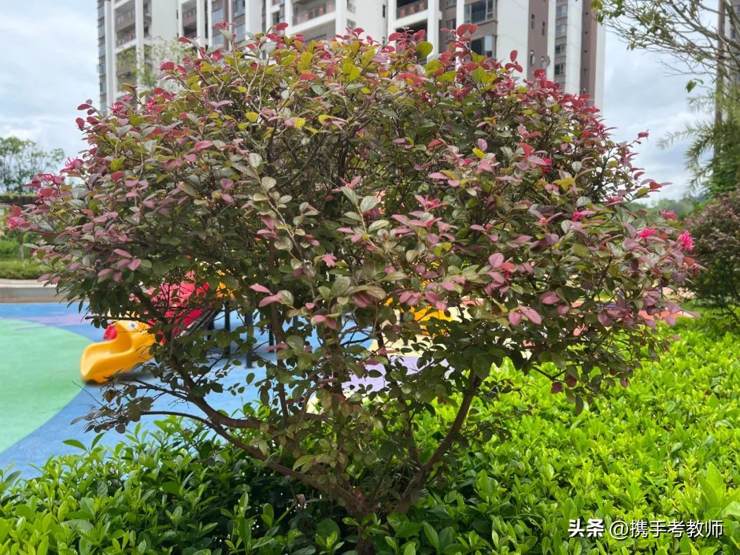 绾㈣姳妾垫湪绉嶆闂磋窛,绾㈣姳妾垫湪瀚佹帴瑙嗛