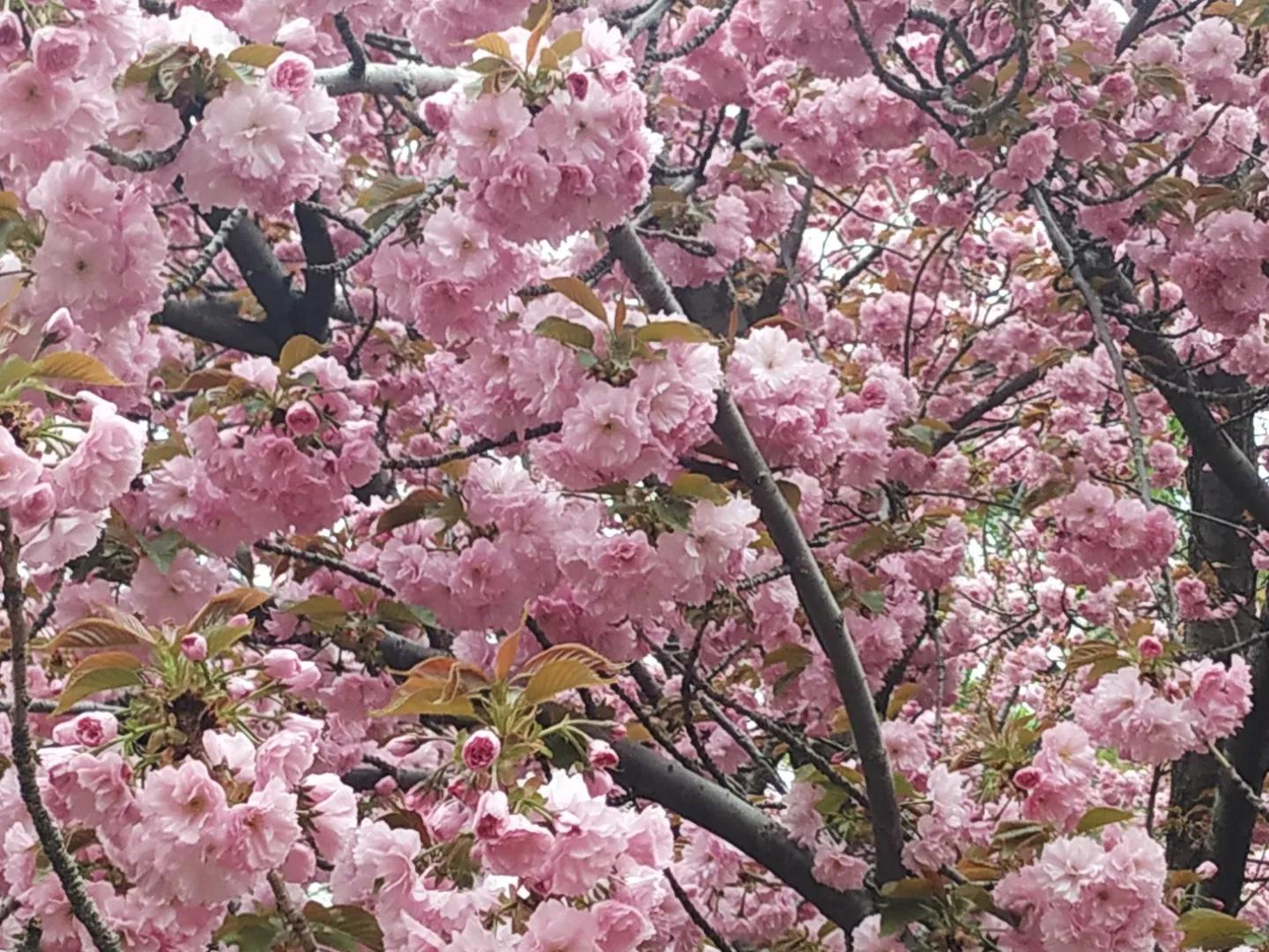 伤寒论用的什么柴胡,伤寒论热入血室