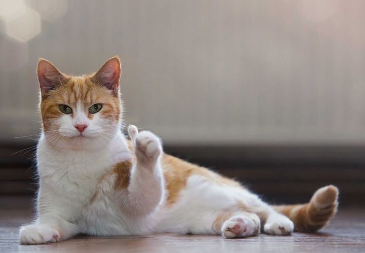 适合微醺的红酒,适合煮红酒的平价红酒