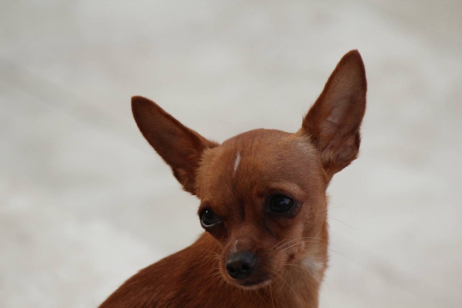 吉娃娃喘粗气,吉娃娃总是发出鹅喘