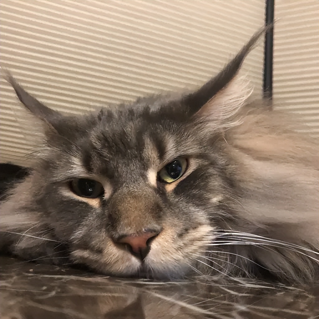 雪中精灵缅因猫,萌宠成长日记缅因猫