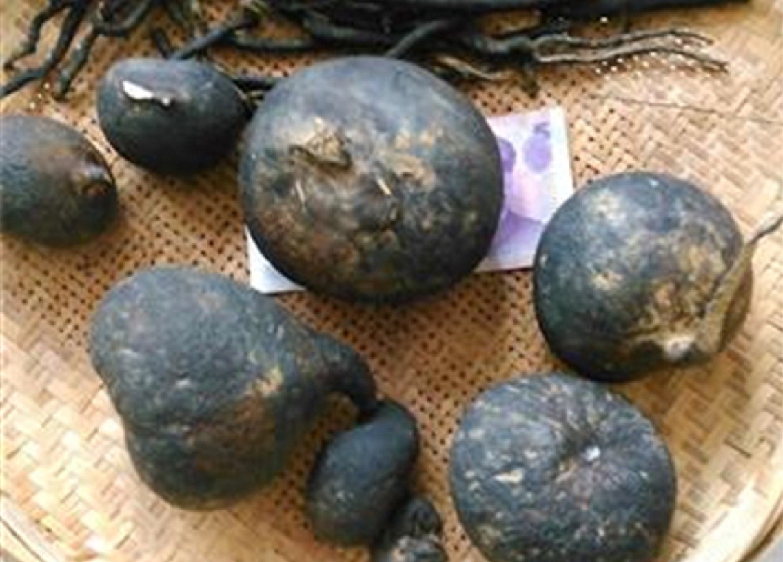 白蚁家族中的大熊猫,白蚁培育的黑色菌类