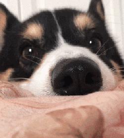 我家狗以为它是我亲生的,我家的狗以为自己是亲生的