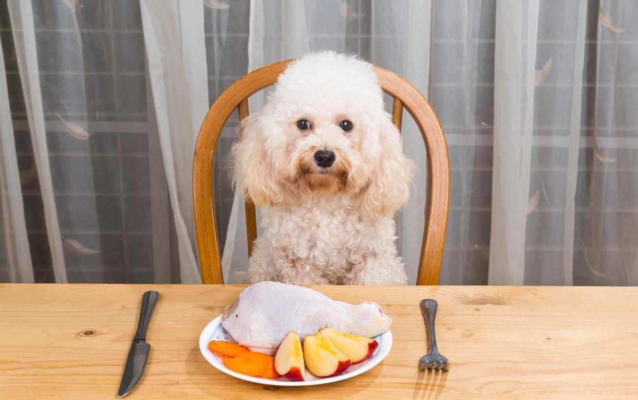 泰迪牙齿都坏了太臭了怎么办,泰迪牙齿黄很臭怎么办