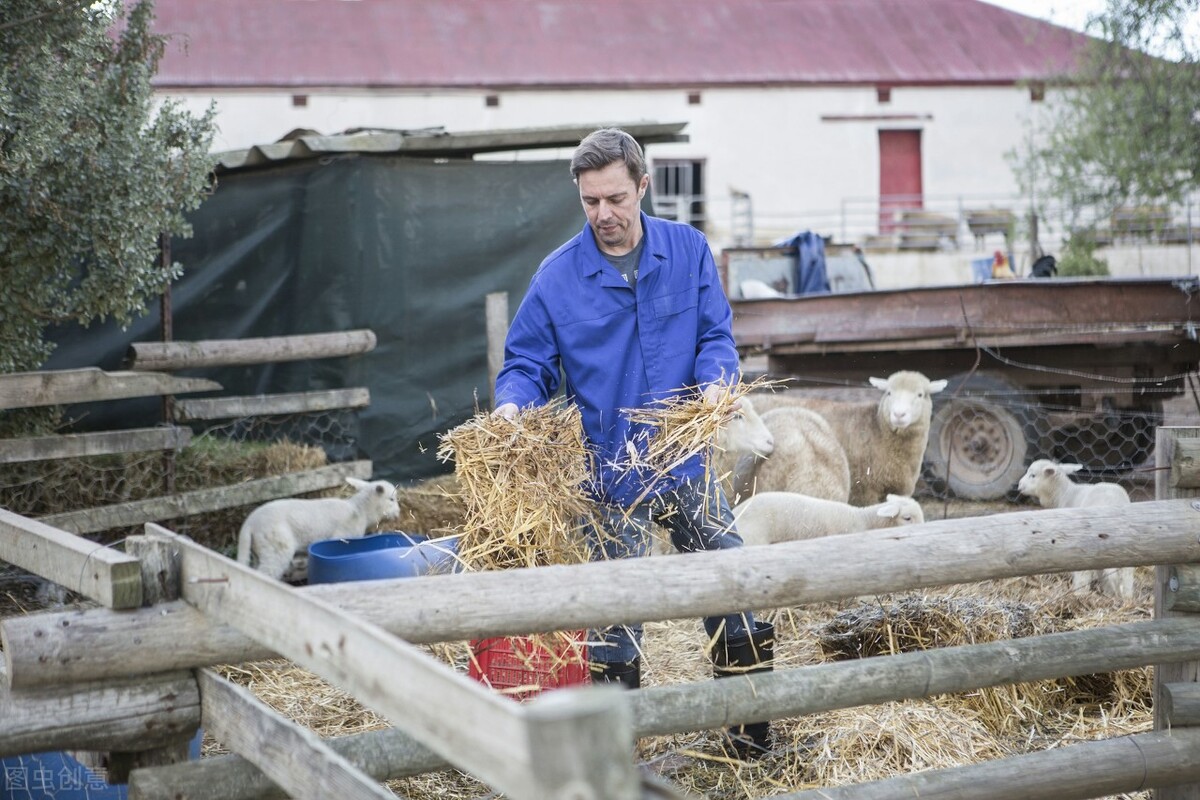 玉米秆叶可以直接喂羊吗,玉米杆可以喂羊吗