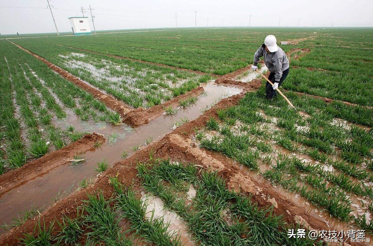 小麦冬季浇水口诀,小麦春灌能浇二次水吗