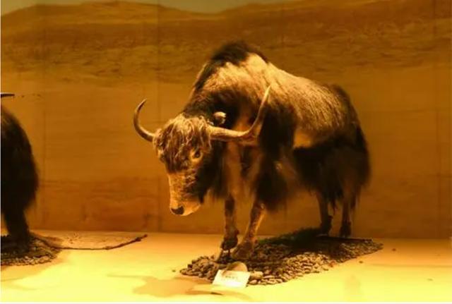 全球不足百头的动物,全球数量不到100只的动物