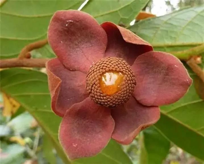 100多种罕见水果欣赏,100种罕见水果名字