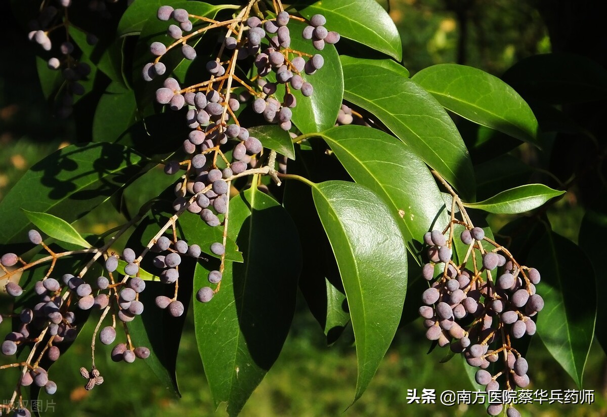 可以补肾阳治耳鸣的中草药,治耳聋耳鸣通络补阴虚中药配方