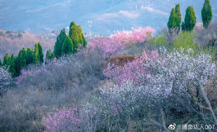 济南的春天来了吗,济南春天来了