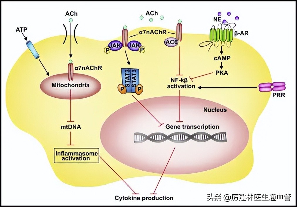 喝茶后不能吃哪些水果,喝茶后吃药有什么危害