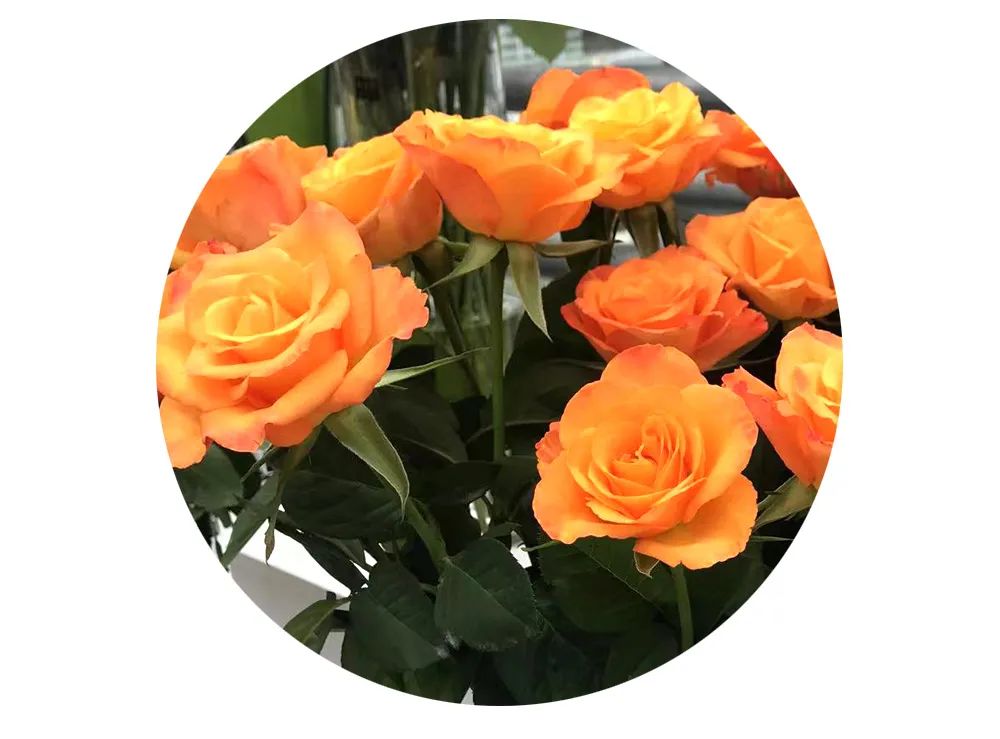 最美邂逅：百合博览园里美不胜收的名贵之花