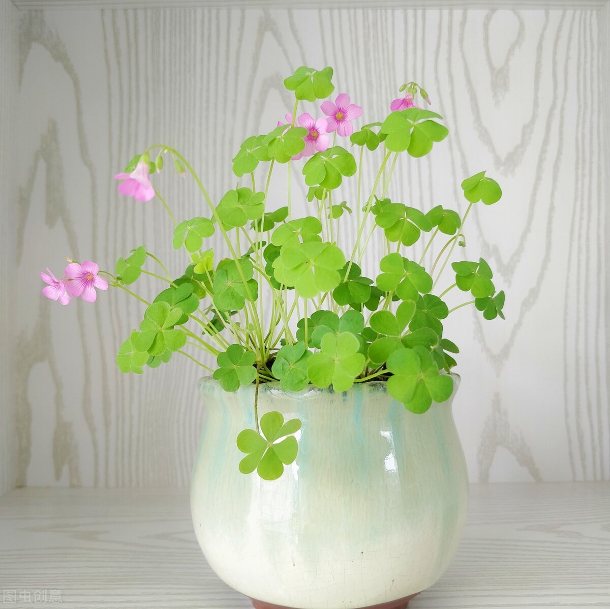 发财树富贵竹好运连连,发财树和富贵竹位置有什么讲究