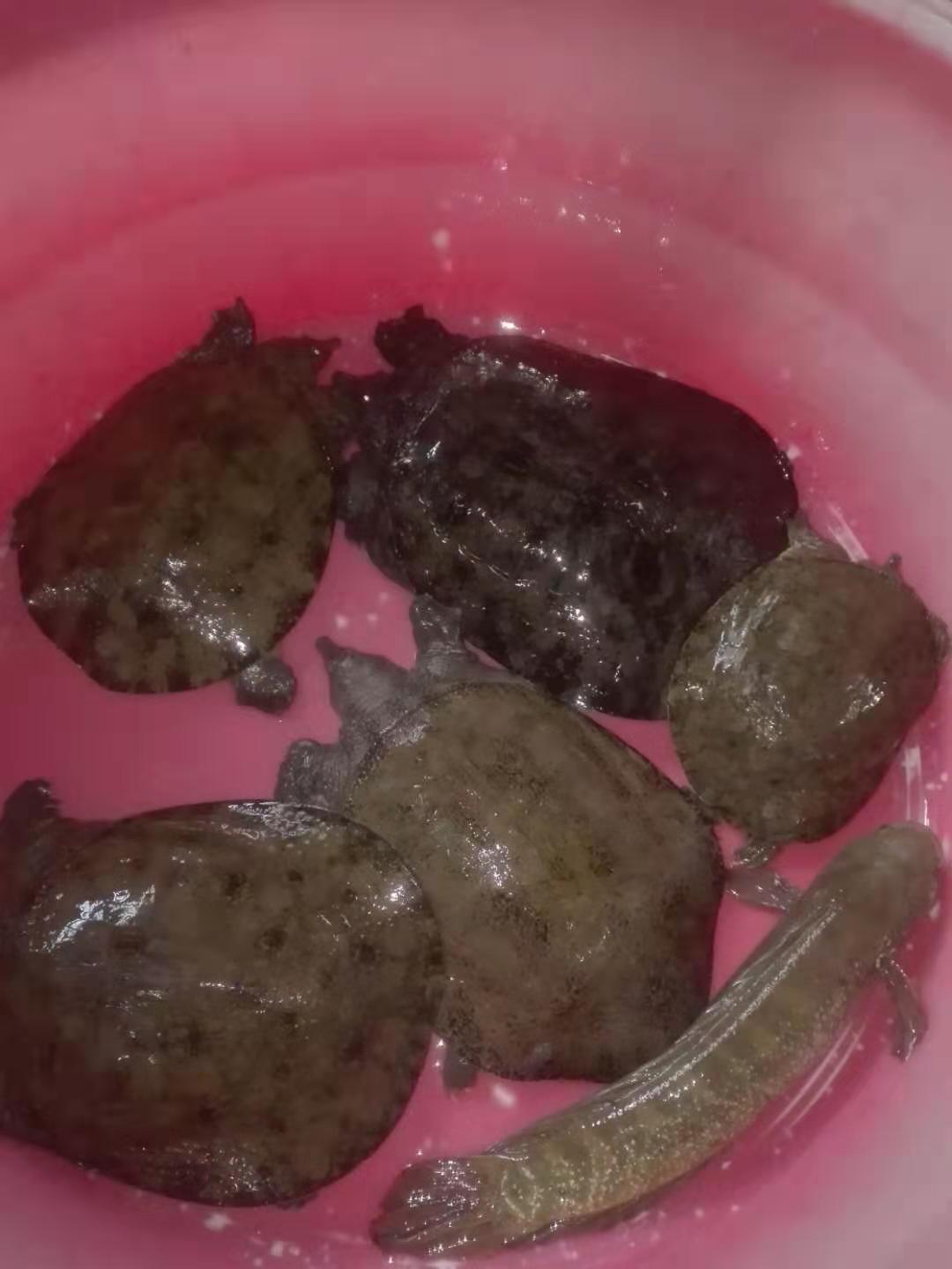 甲鱼应该怎么钓的小技巧,甲鱼生活习性及钓法图解