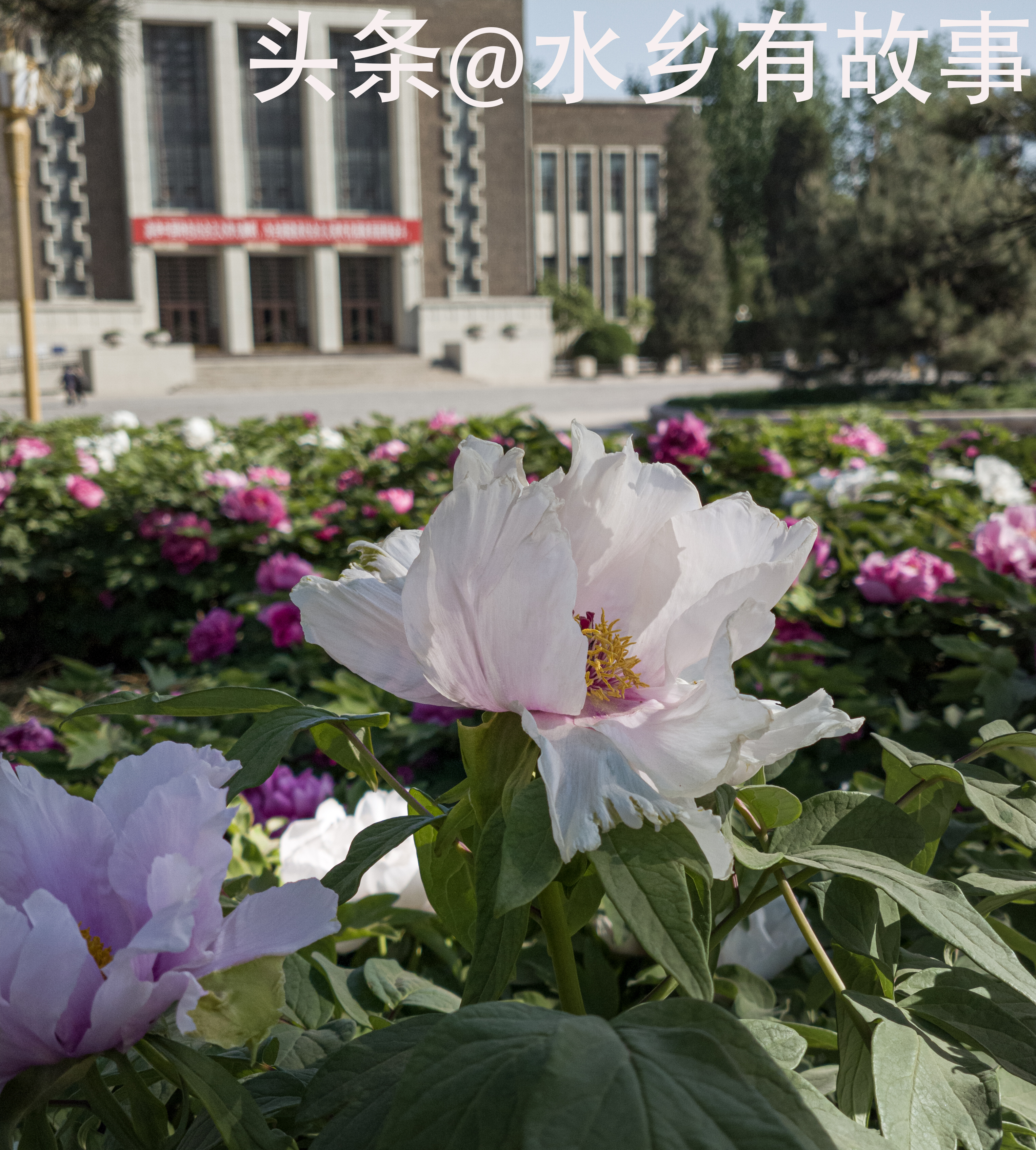 天津二宫的视频,天津二宫春色满园